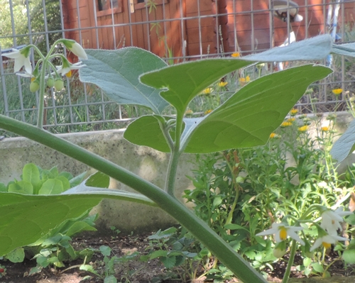 Fiori piccolissimi - Solanum nigrum